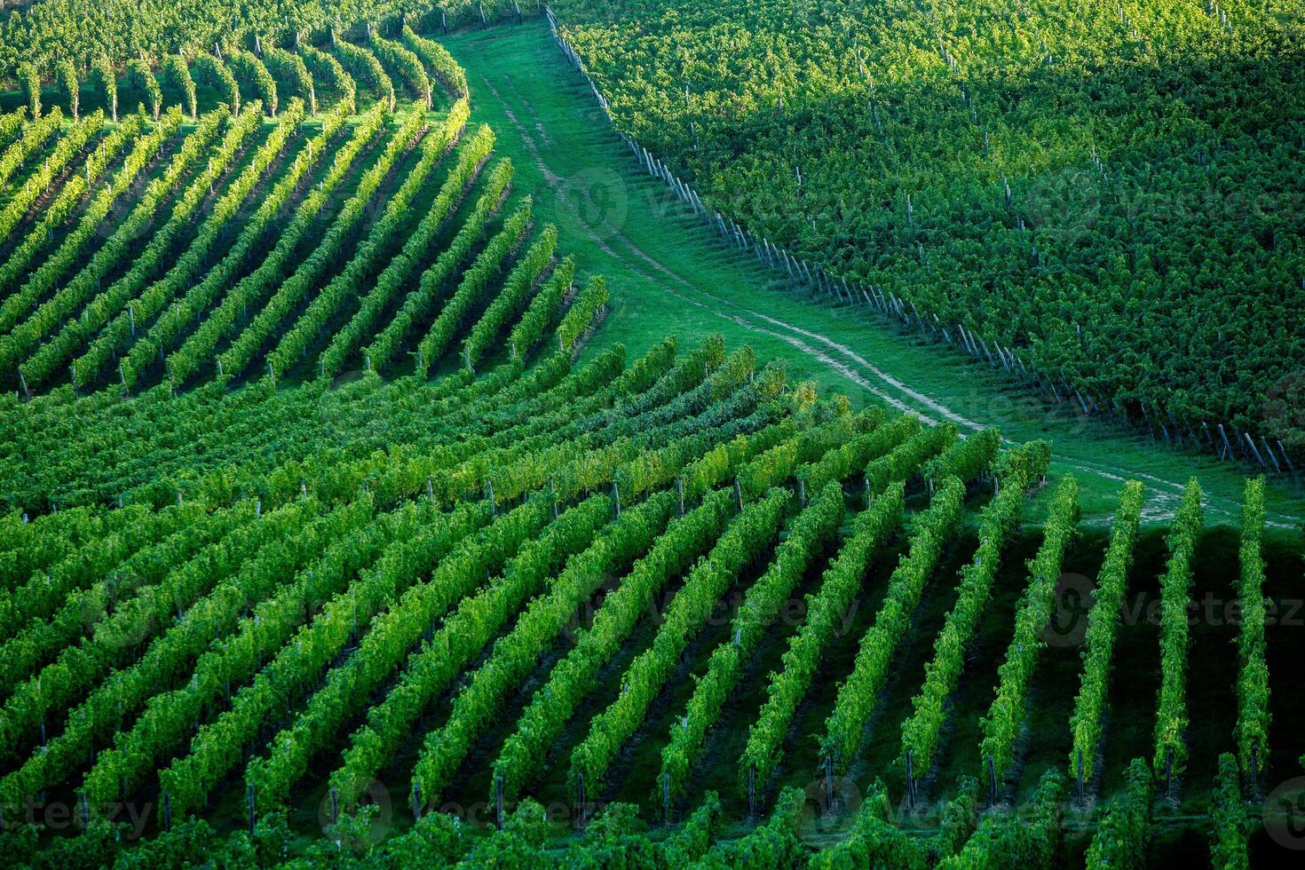 Very beautiful vineyard with terraces in the Republic of Moldova.Vineyard landscape with green rows of grapevines and rolling hills. photo