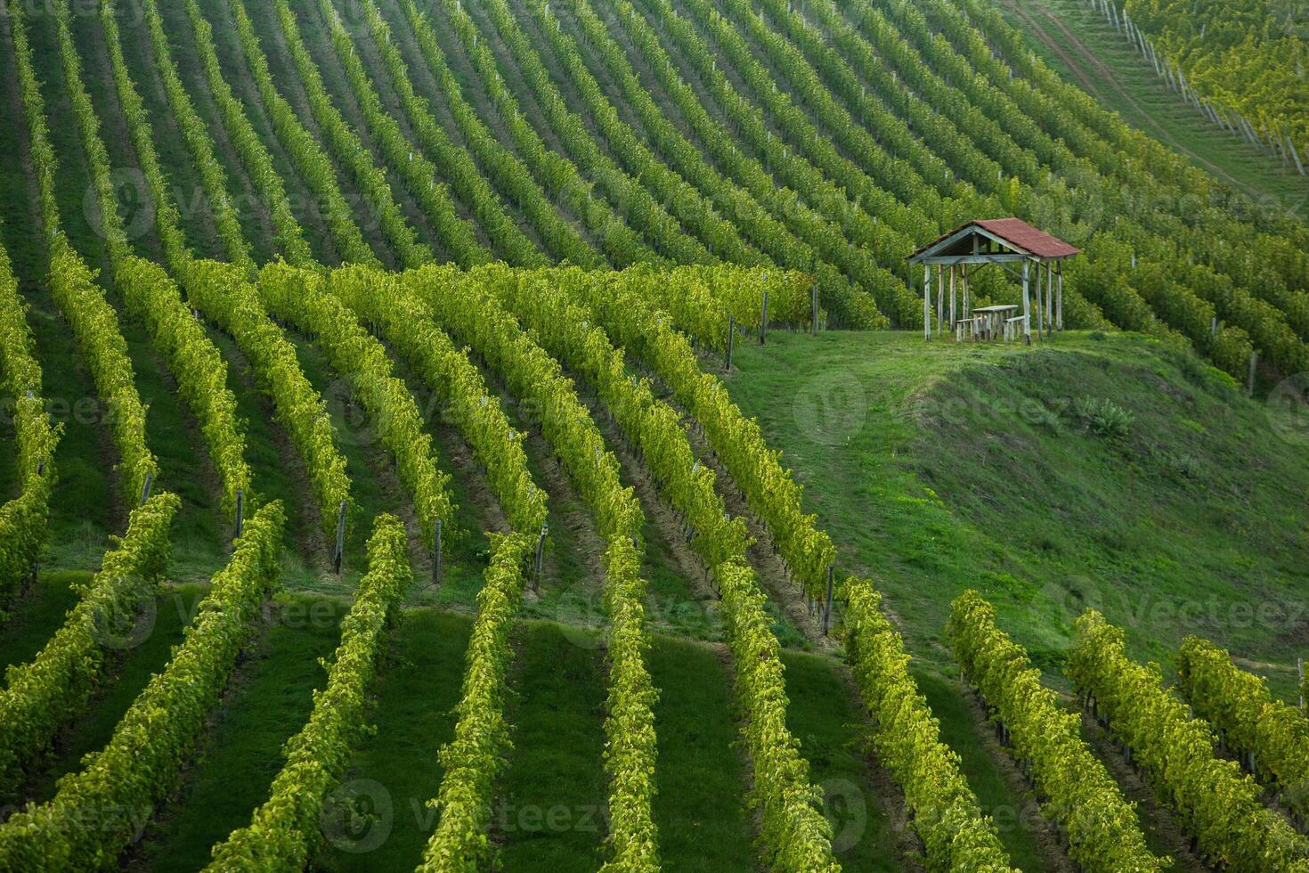 Very beautiful vineyard with terraces in the Republic of Moldova.Vineyard landscape with green rows of grapevines and rolling hills. photo