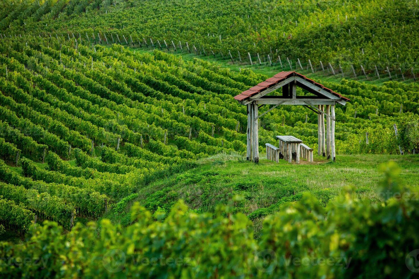 Very beautiful vineyard with terraces in the Republic of Moldova.Vineyard landscape with green rows of grapevines and rolling hills. photo