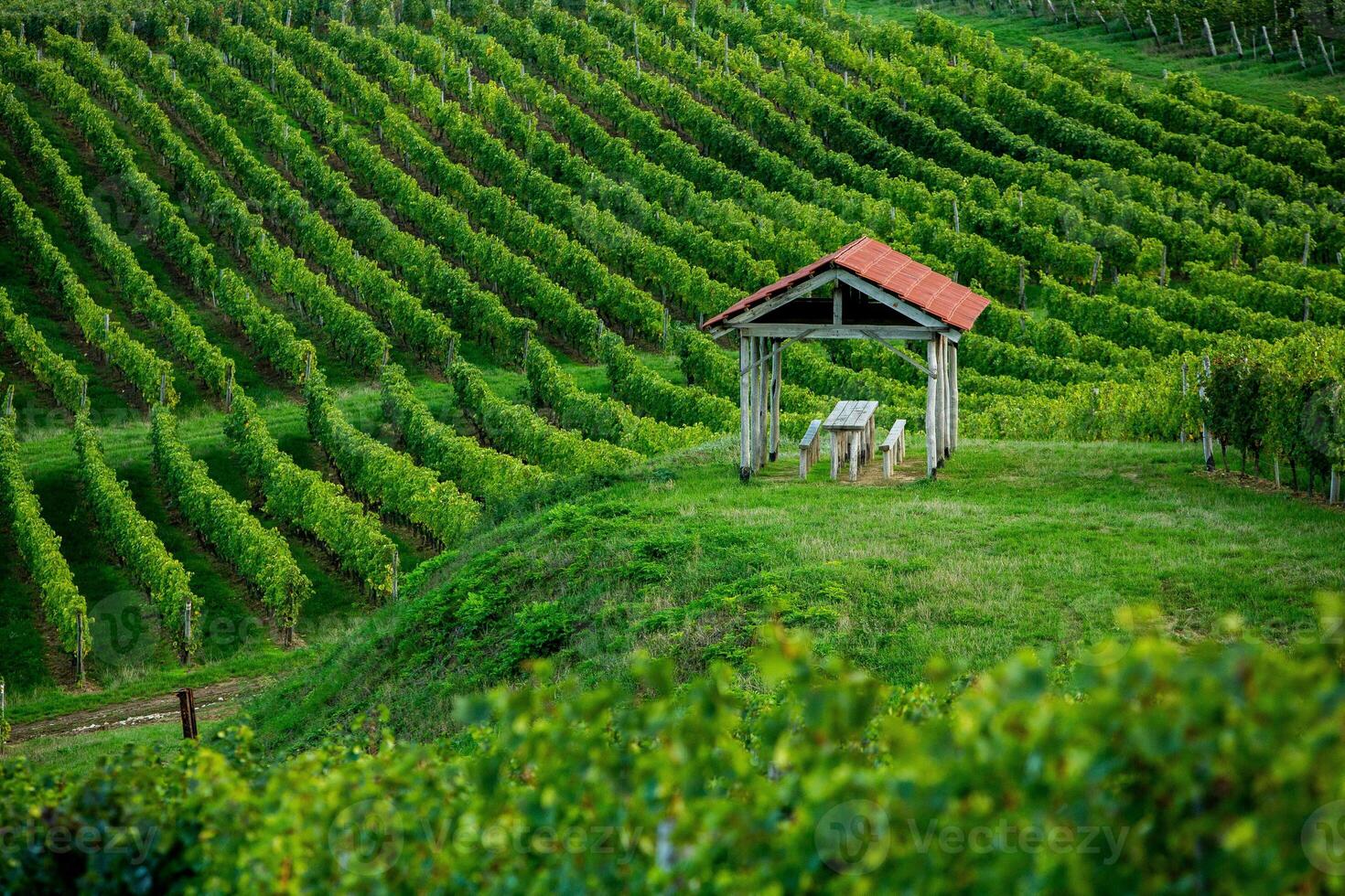 Very beautiful vineyard with terraces in the Republic of Moldova.Vineyard landscape with green rows of grapevines and rolling hills. photo