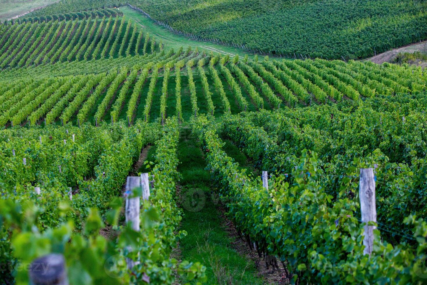 Very beautiful vineyard with terraces in the Republic of Moldova.Vineyard landscape with green rows of grapevines and rolling hills. photo