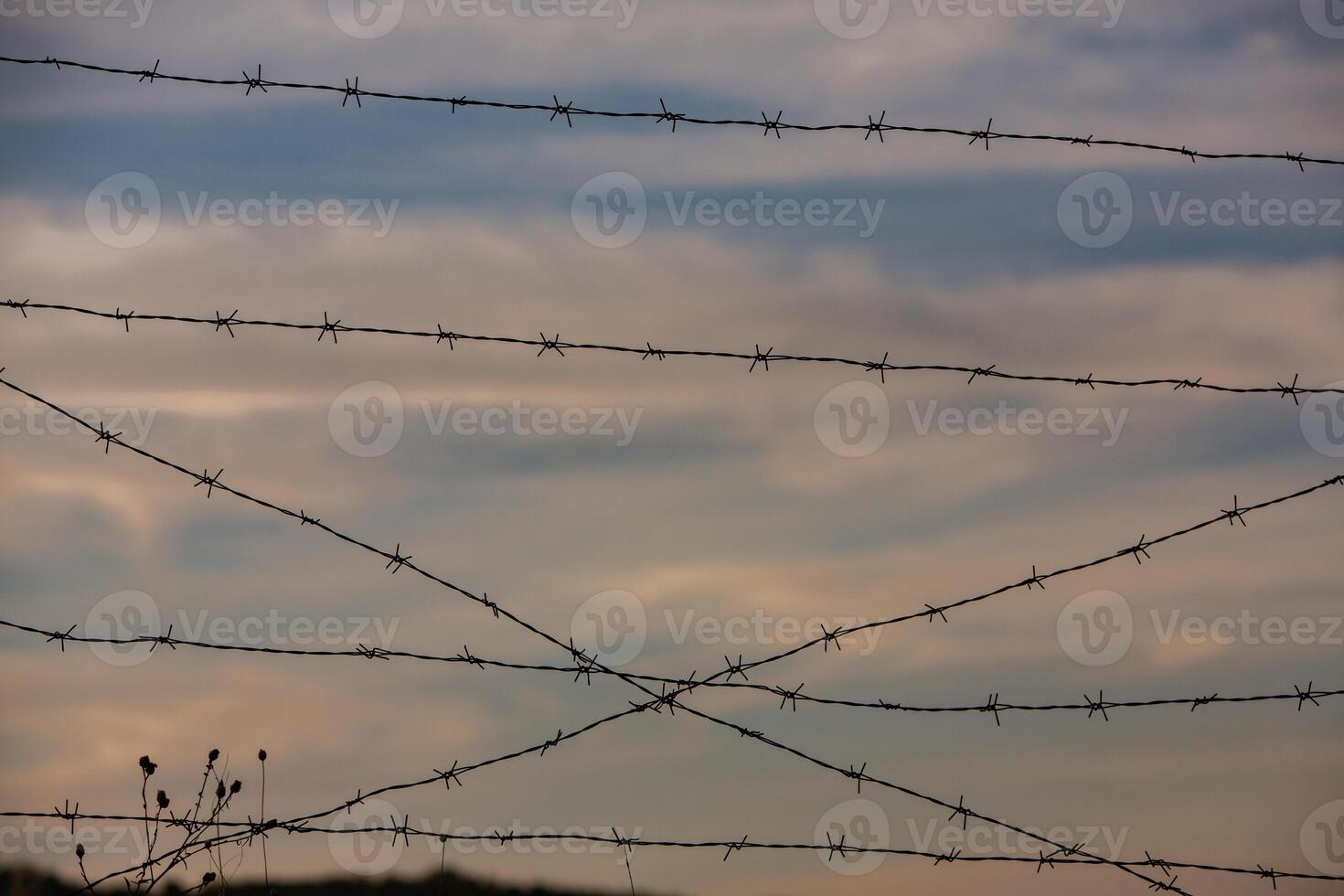 Photo with barbed wire as the symbol of the prison or the border fence.