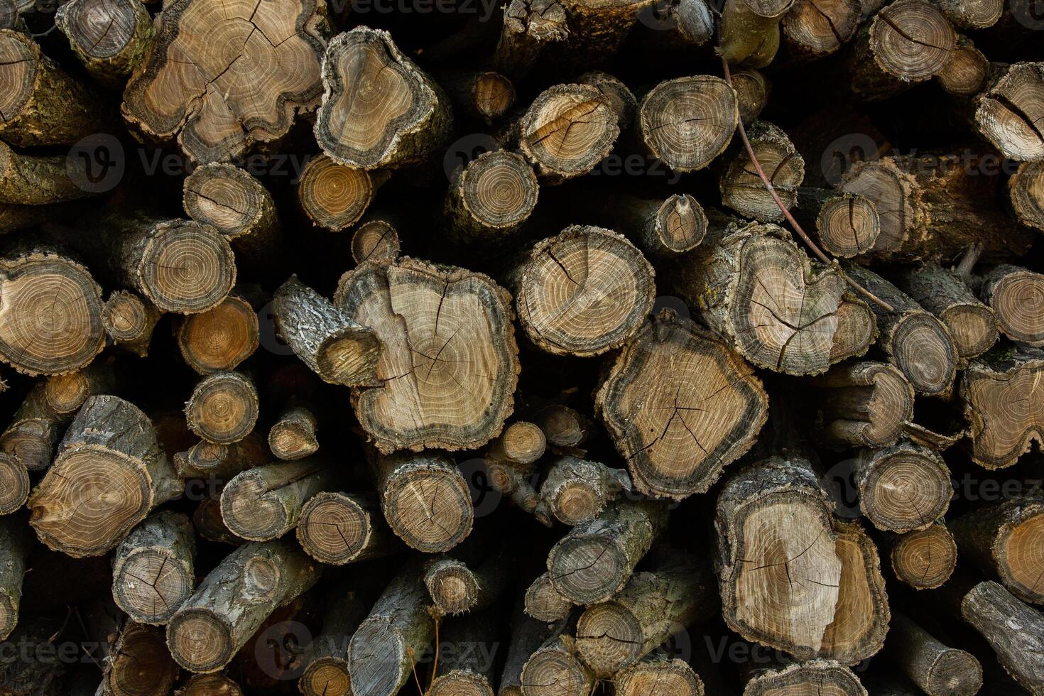 Wooden logs in the forest as a background. Firewood stacked in a pile. photo