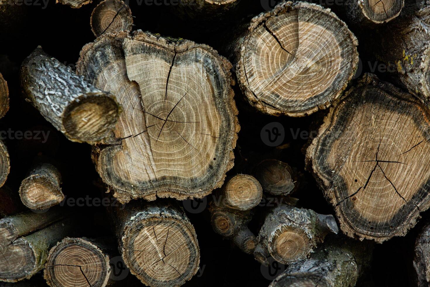 Wooden logs in the forest as a background. Firewood stacked in a pile. photo