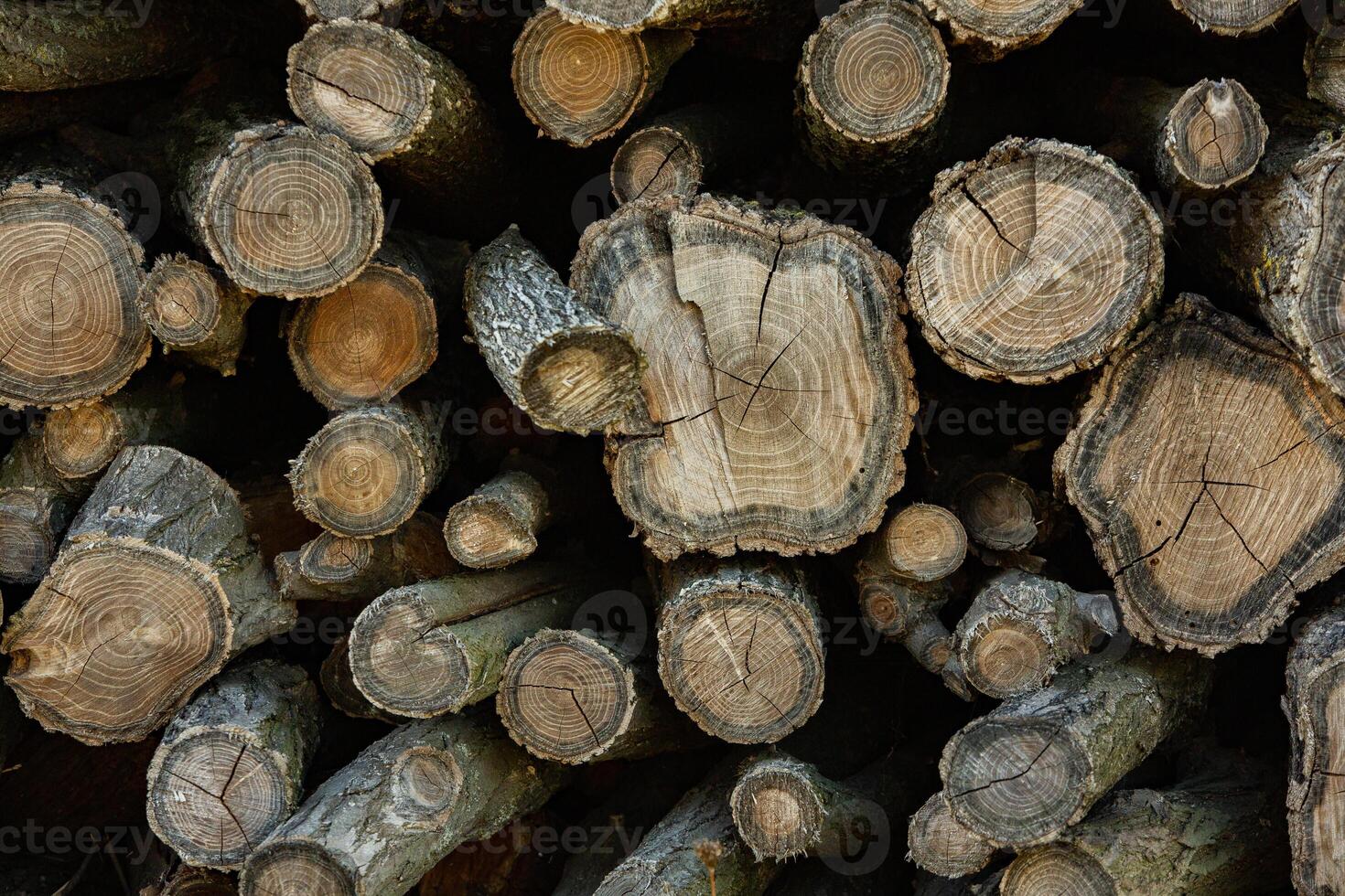 Wooden logs in the forest as a background. Firewood stacked in a pile. photo