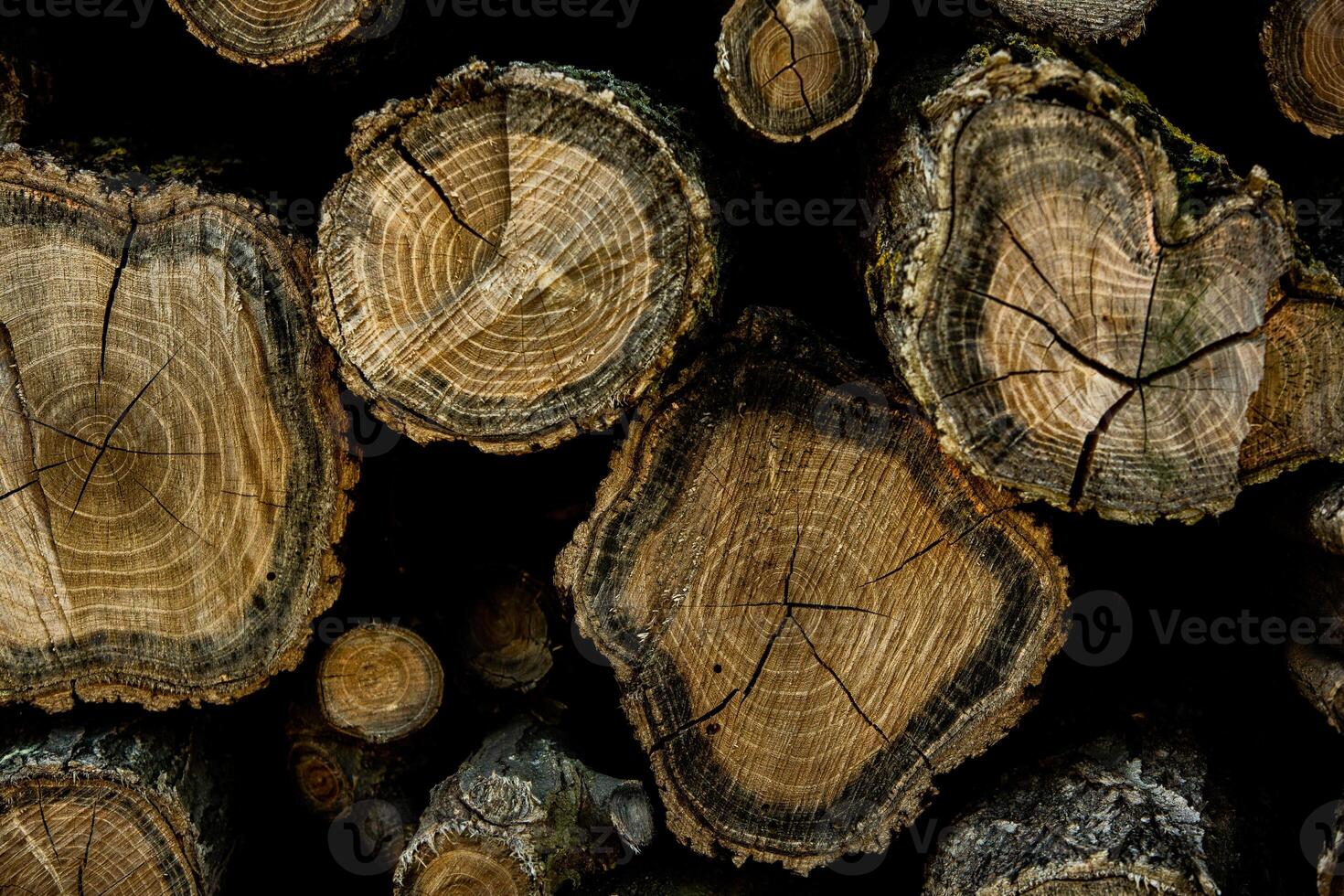 Wooden logs in the forest as a background. Firewood stacked in a pile. photo
