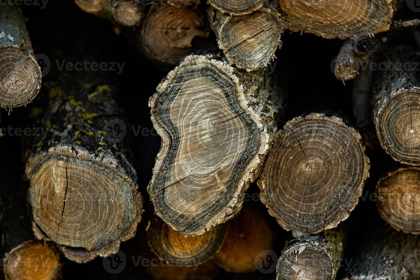 Wooden logs in the forest as a background. Firewood stacked in a pile. photo