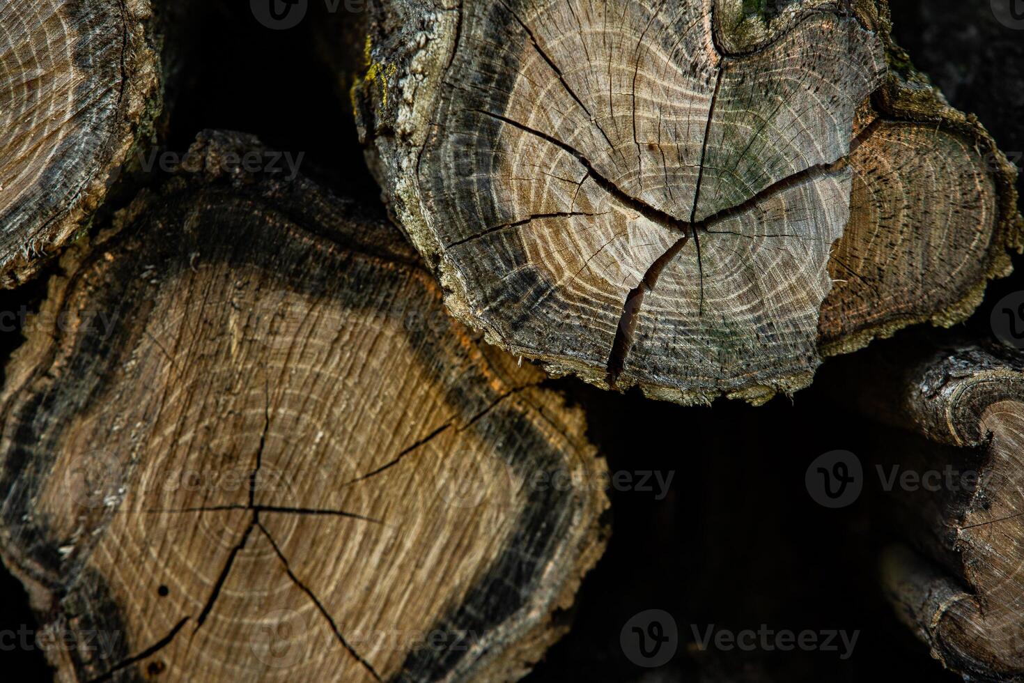 Wooden logs in the forest as a background. Firewood stacked in a pile. photo