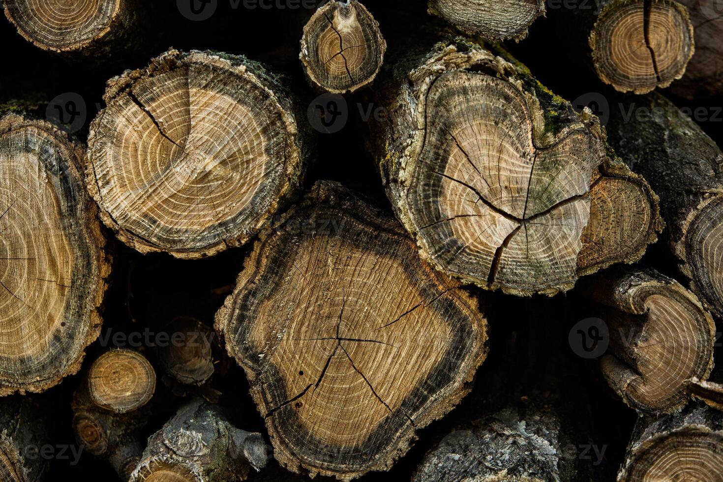 Wooden logs in the forest as a background. Firewood stacked in a pile. photo