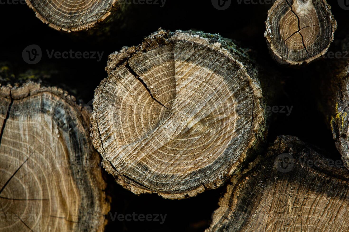 Wooden logs in the forest as a background. Firewood stacked in a pile. photo