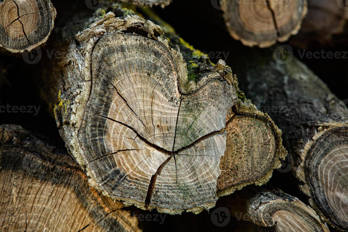 Wooden logs in the forest as a background. Firewood stacked in a pile. photo