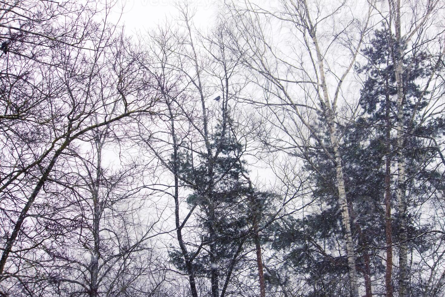 Winter nature blurred snowfall background. photo