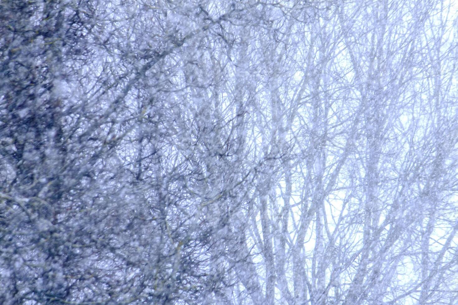 Winter nature blurred snowfall background. photo