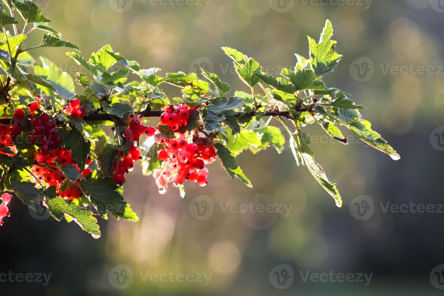 Branch of ripe red currant. Fresh organic berries in summer garden. photo