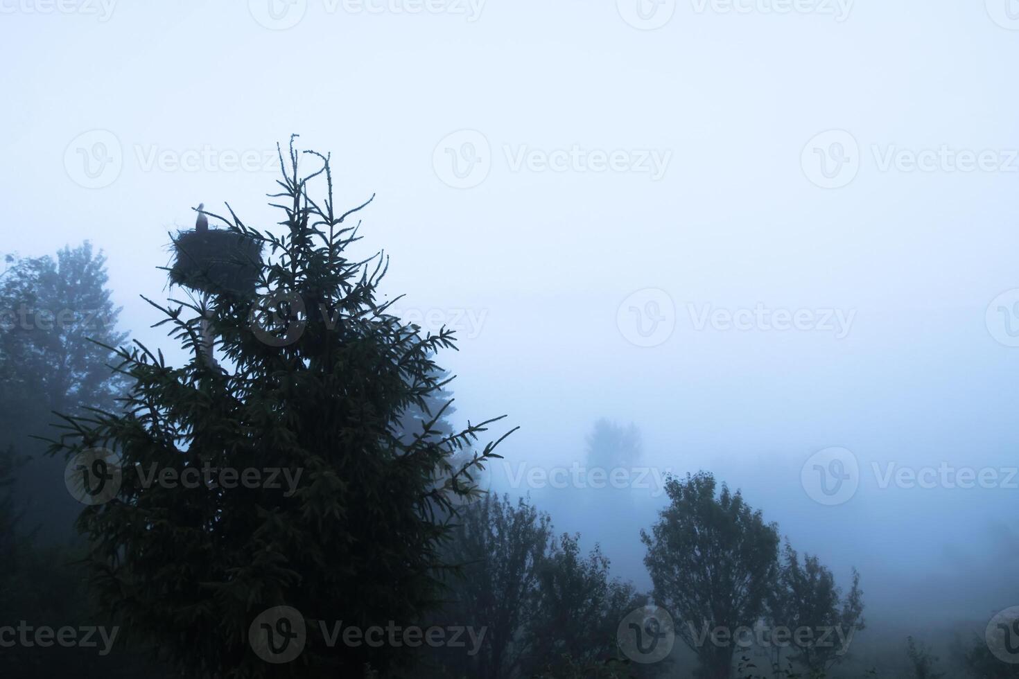 Foggy landscape in the countryside. Summer evening in Latvia. photo