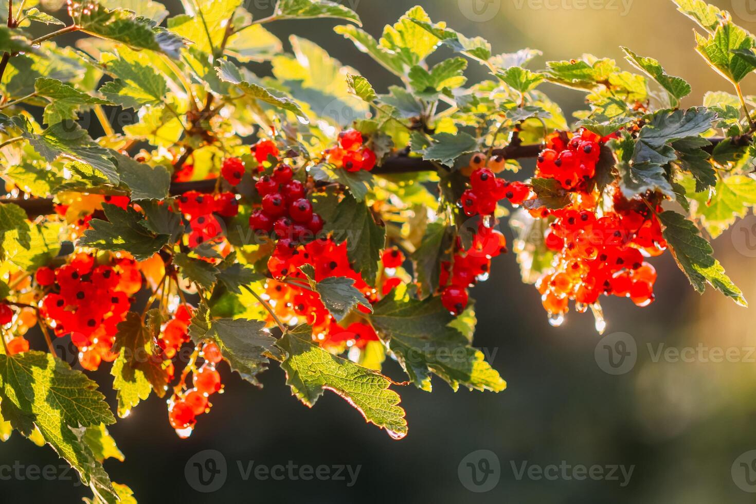 Branch of ripe red currant. Fresh organic berries in summer garden. photo