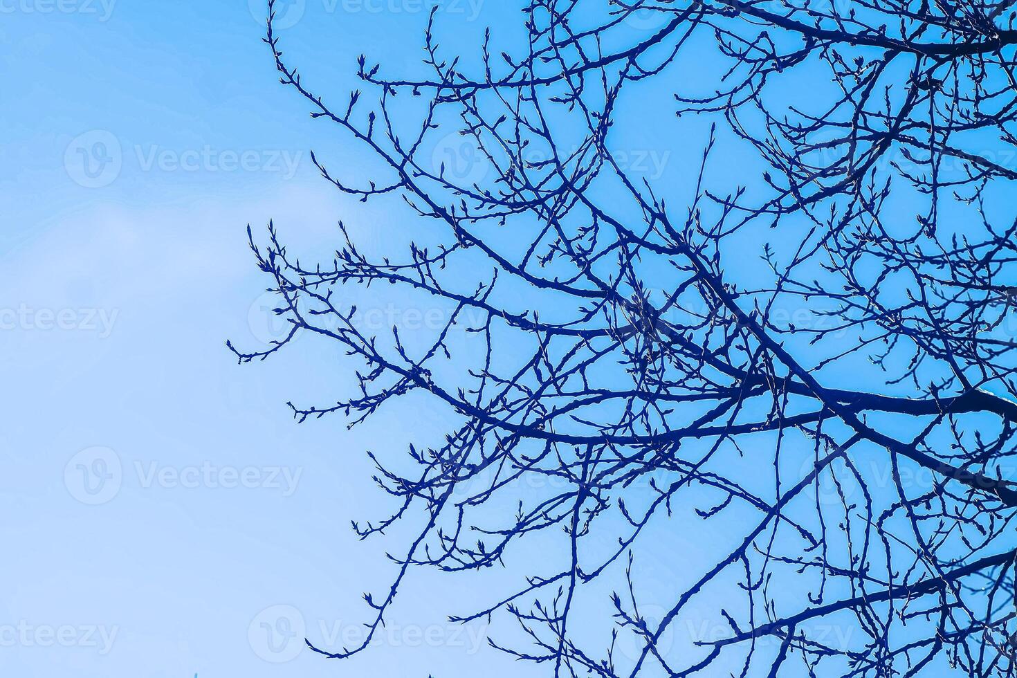 Bare tree branches on a blue sky background photo