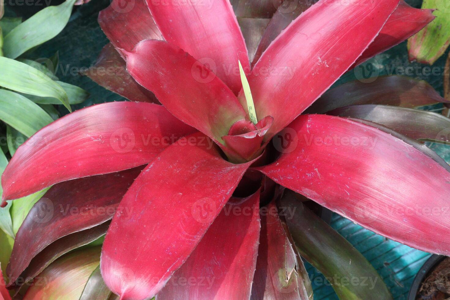 Neoregelia johannis leaf plant on nursery photo