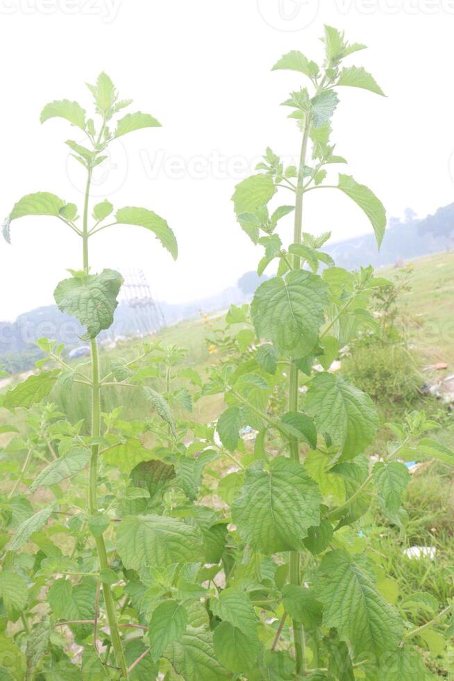 mesosphaerum suaveolens medicinal plant on field photo