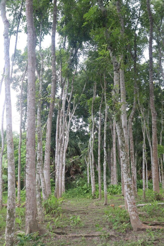 Mahogany tree plant on farm photo