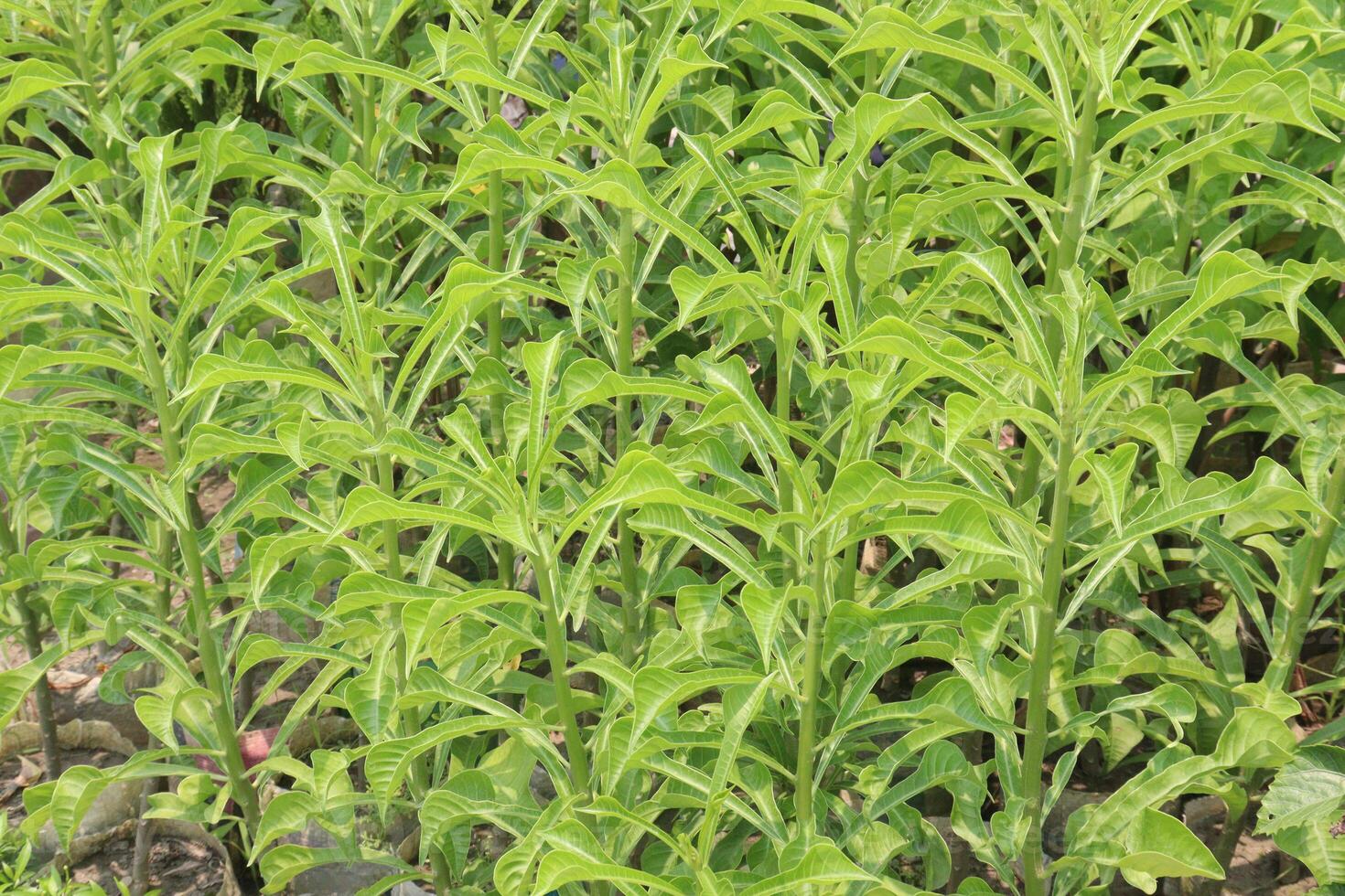 Plumeria pudica flower plant on nursery photo