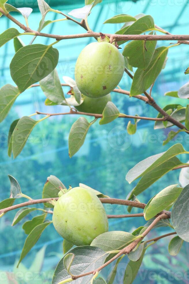 raw persimmon on tree in farm photo