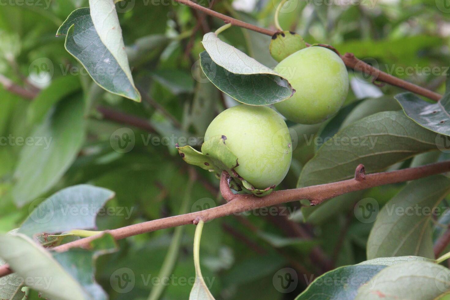 raw persimmon on tree in farm photo