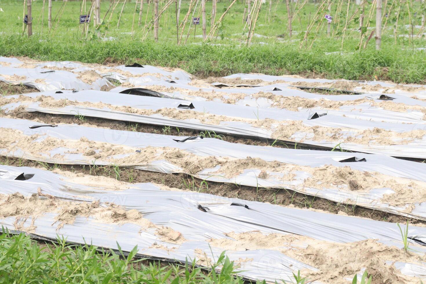Soil mulching on field for seedling photo
