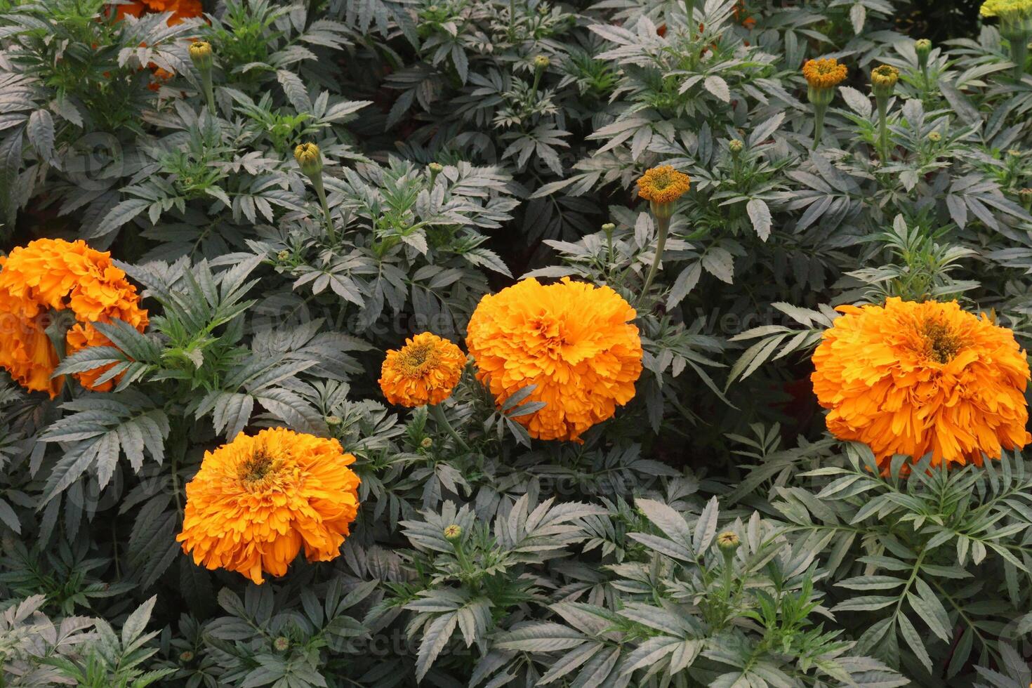 orange colored marigold flower on farm for sell photo