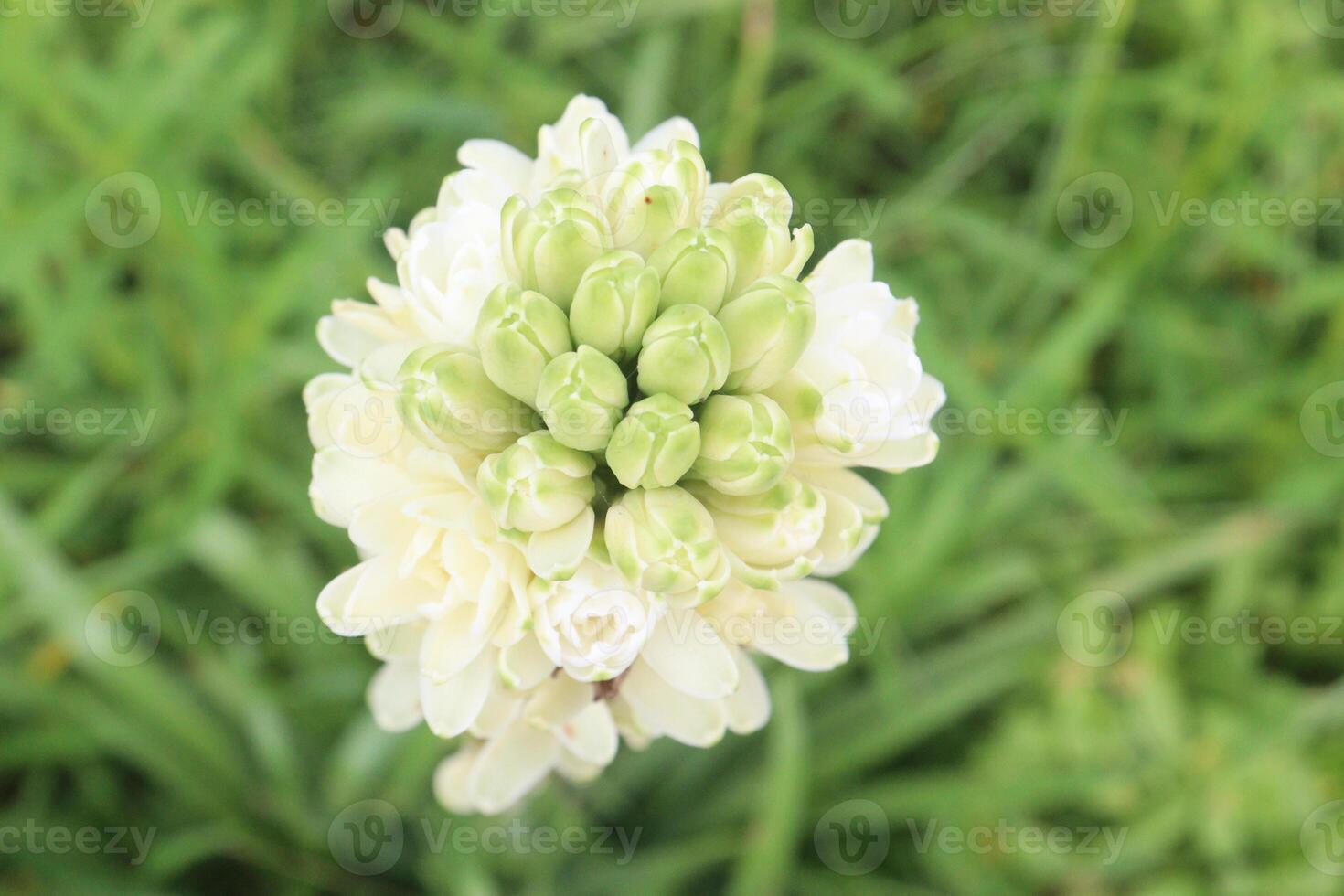 Tuberose flower plant on farm for harvest photo