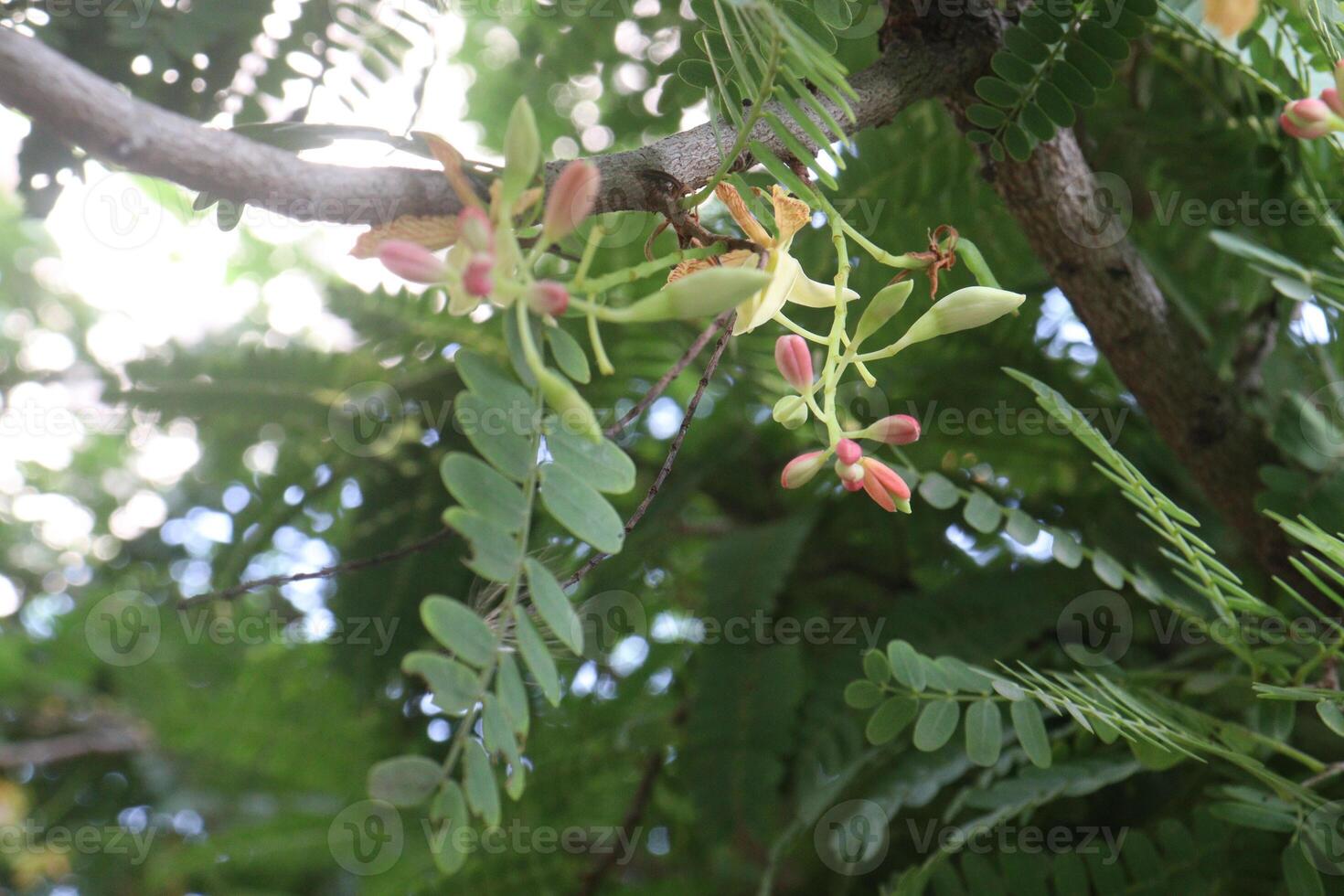 tamarind on tree in farm for sell are cash crops photo