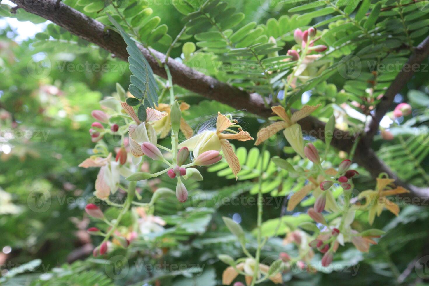 tamarind on tree in farm for sell are cash crops photo