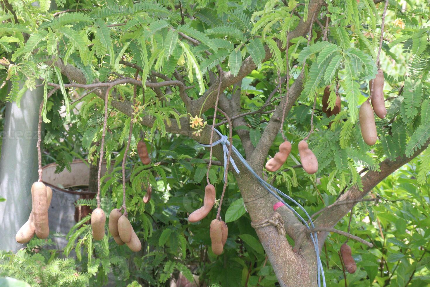 tamarind on tree in farm for sell are cash crops photo