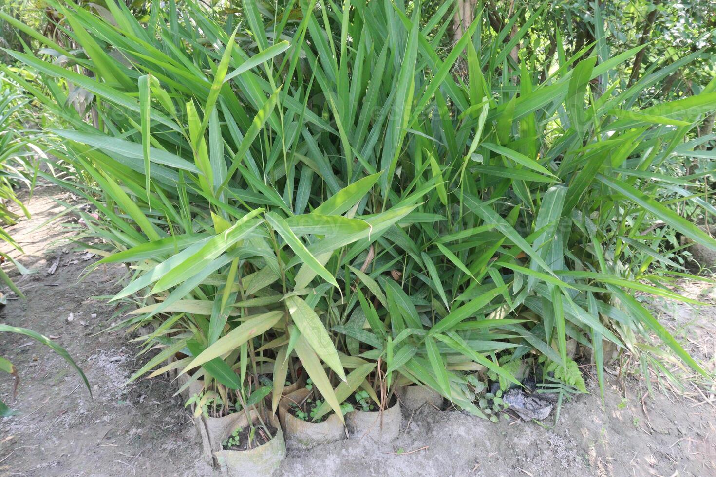 Thysanolaena leaf plant on nursery photo