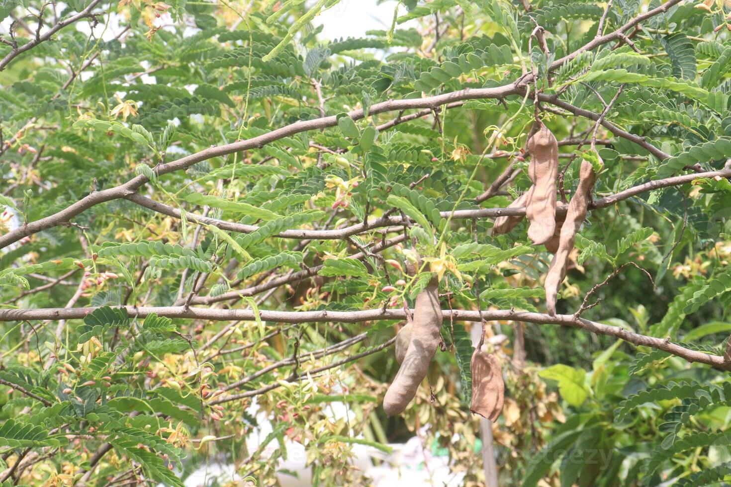 tamarind on tree in farm for sell are cash crops photo