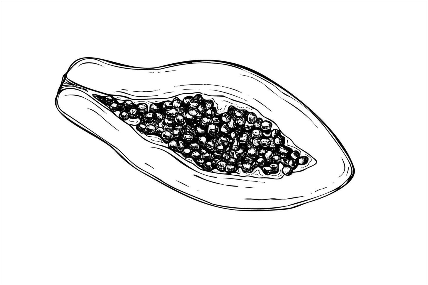 Half juicy papaya with seeds hand drawn isolated drawing painted by black inks. Exotic sweet cut pawpaw fruit realistic graphic sketch illustration. Tropical plant top view for poster vector