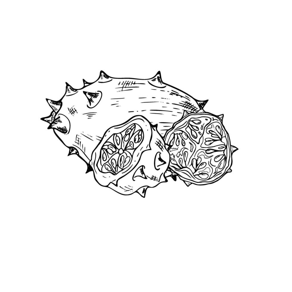 Whole and halves spiked kiwano fruit isolated illustration in black and white hand drawn graphic. Exotic tropical horned cucumber plant engraving drawing for menu, summer package design vector