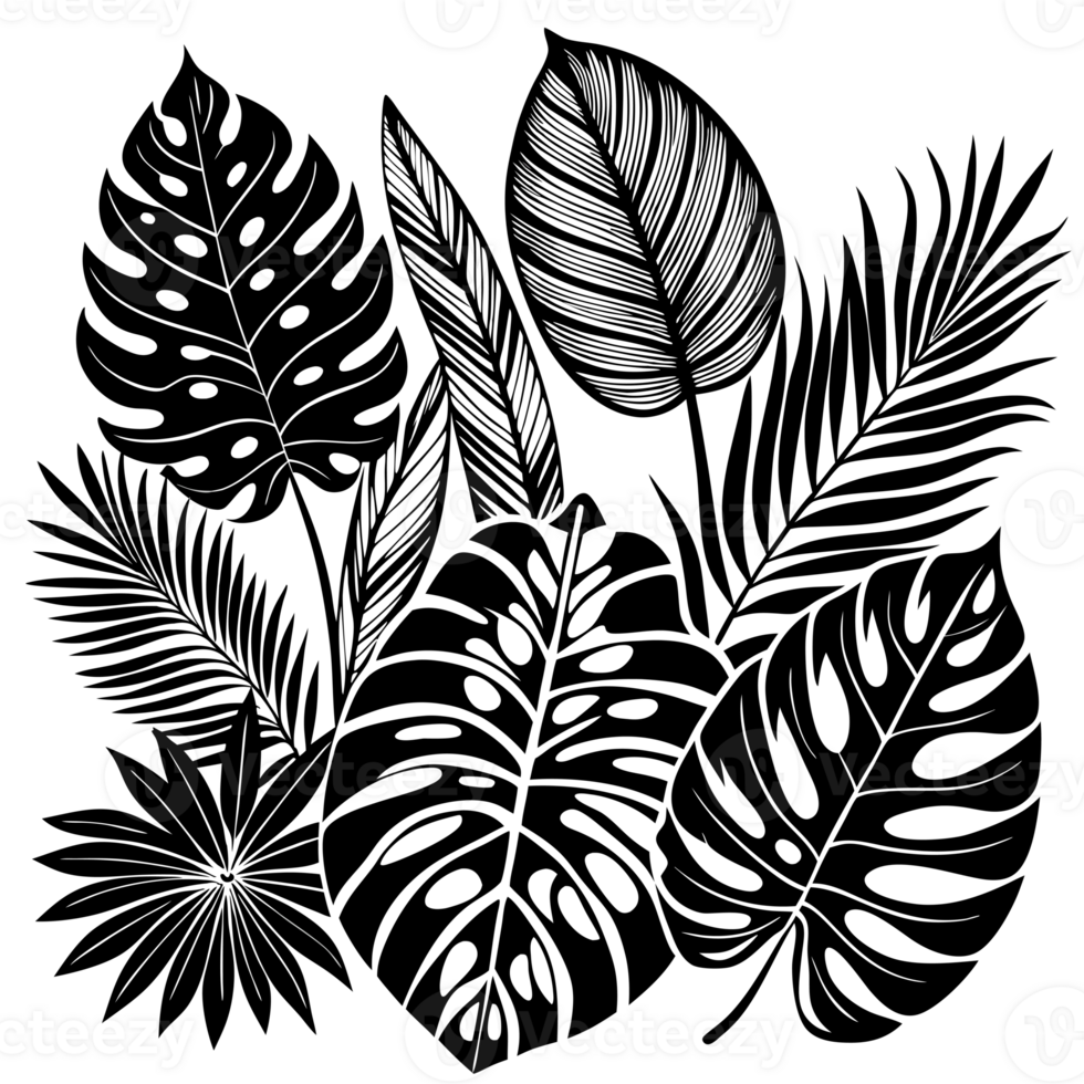 A black and white drawing of tropical leaves png