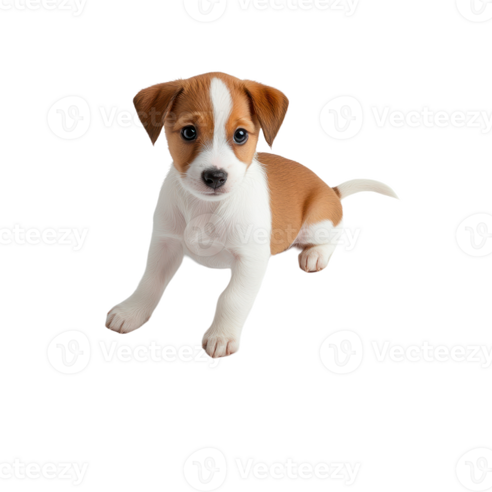 Pet Training Pads Isolate transparency Background png