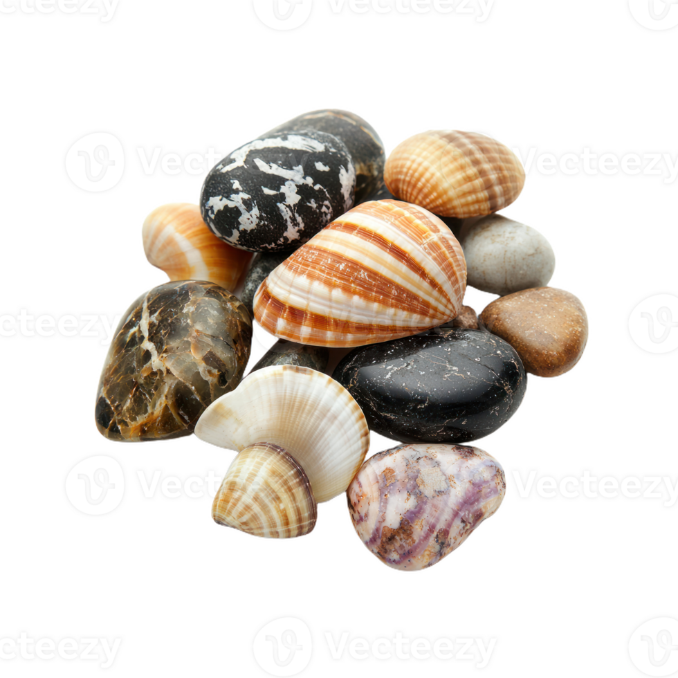 Stylish Sea Shells with Smooth Pebbles Isolate transparency Background png