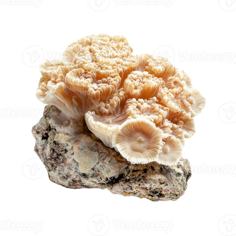 Detailed Close-Up of Coral Textures Isolate transparency Background png