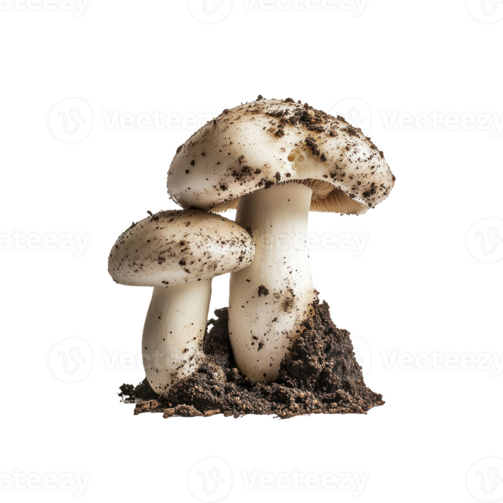 Artistic Close-Up of Porcini with Soil png
