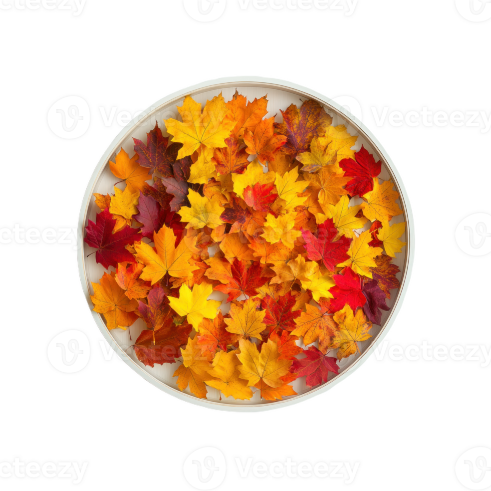 Elegant Display of Vibrant Autumn Leaves Isolate transparency Background png
