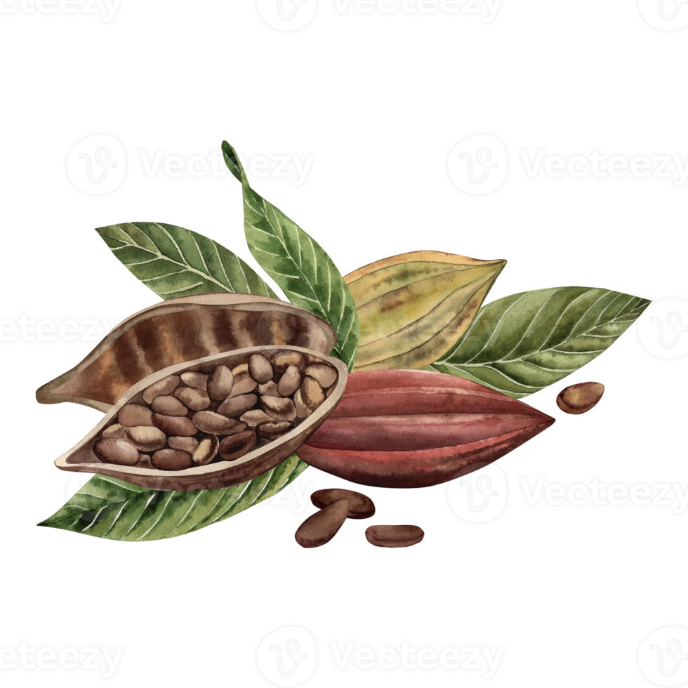 Cocoa beans, whole and cut with grains inside, lie on green leaves. The illustration is hand-painted in watercolor in a botanical style in brown and yellow shades. For packaging design, cosmetics png