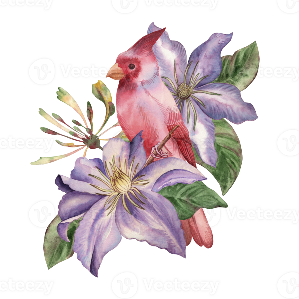 Red cardinal sitting on a branch in lilac clematis and climbing plant. The composition with the bird and flowers is hand painted in watercolor isolated. For the design of cards, wedding invitations png