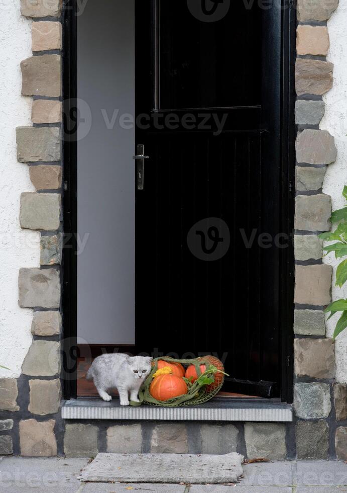 small kitten stands on the threshold of an open door near a grid with orange ripe pumpkins, Concept of the change of seasons autumn harvest, photo
