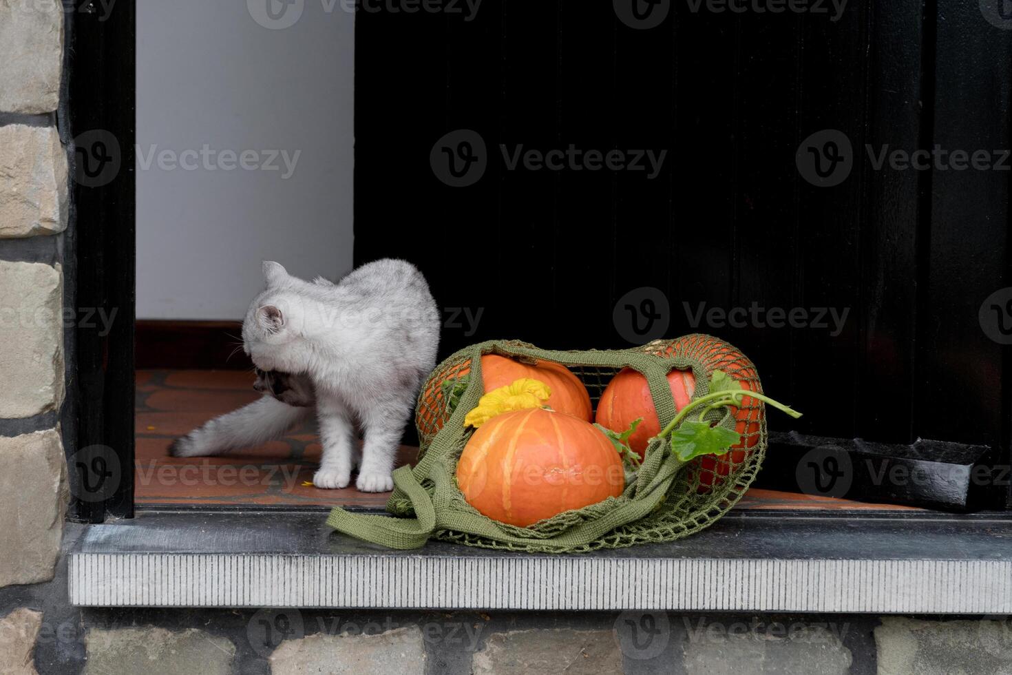 a small kitten stands on the threshold of an open door near a grid with orange ripe pumpkins, Concept of the change of seasons autumn harvest, High quality photo