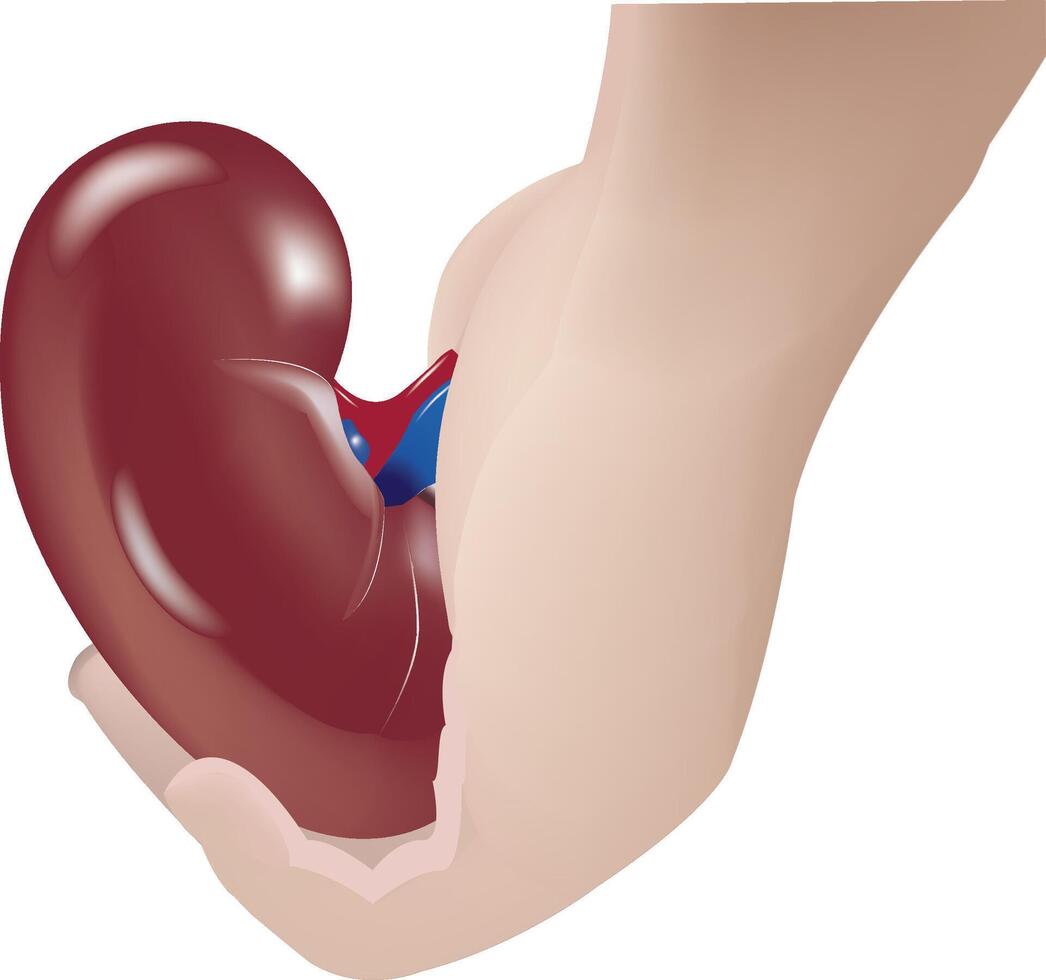 Medical illustration of a doctor holding a healthy human kidney promoting organ donation vector