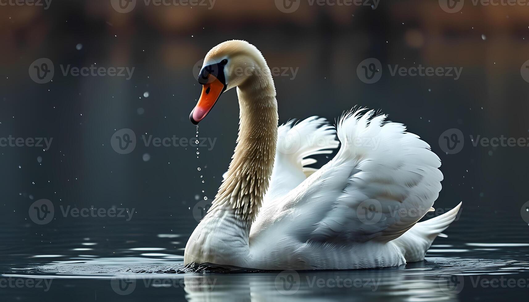 Elegant Swan Gracefully Swimming in Calm Water photo