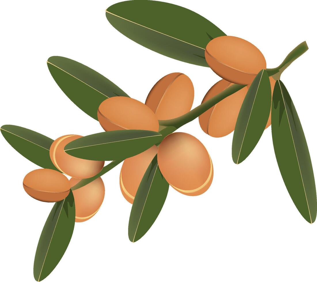 Argan tree branch with fruits growing on white background vector